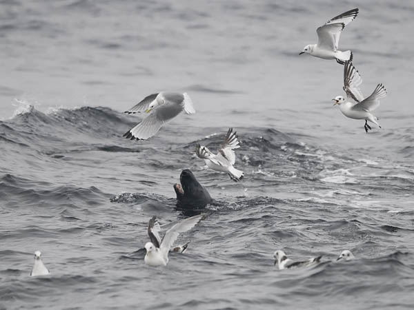 Pikkukajava, Black-legged Kittiwake, Rissa tridactyla